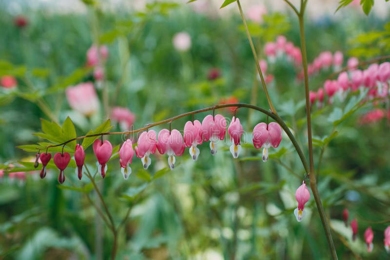 Alpine plant, Dicentra peregrina Fumariaceae Papaveraceae Ranunculales flower