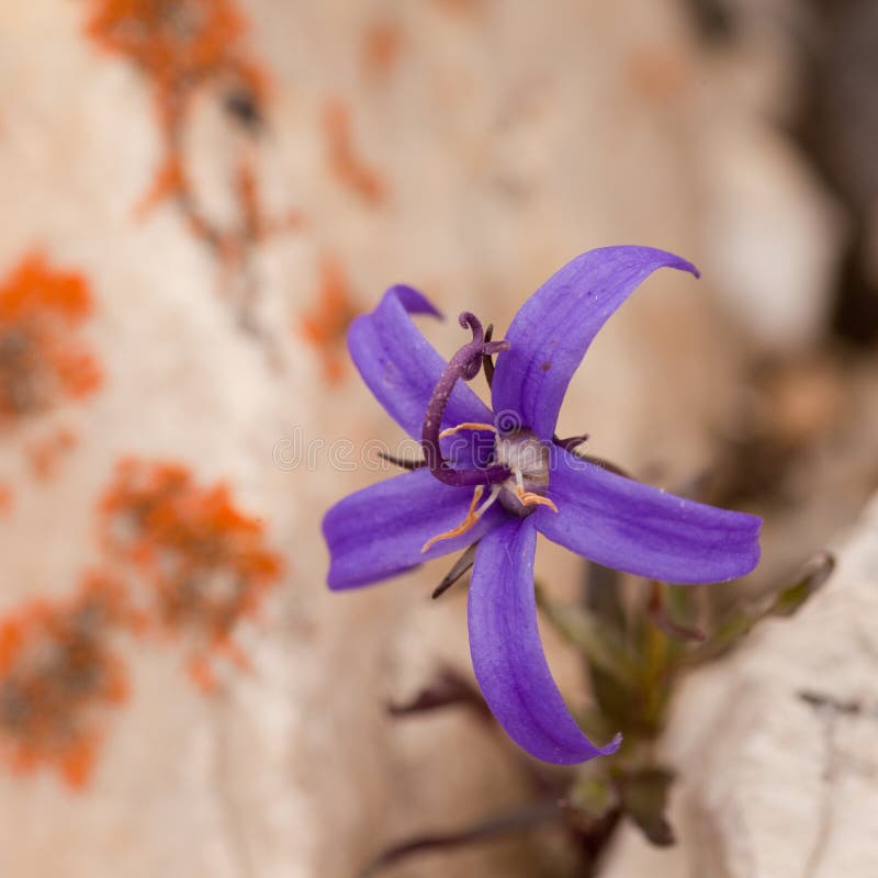 Alpine plant Inky Gentain Gentiana glauca flower