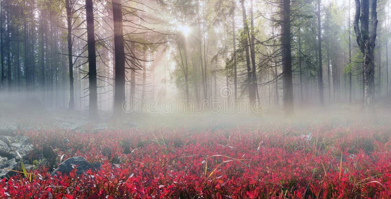 Highland vegetazione estate modesto e molto belli i colori fiorisce in autunno, prima che il freddo.