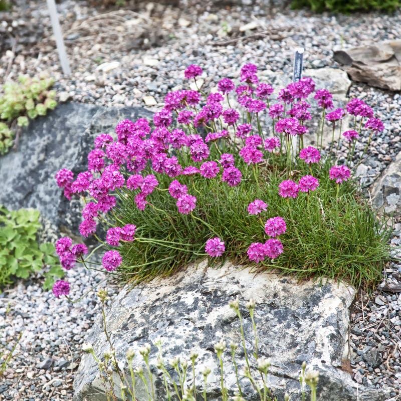 Alpine Rock Garden Stock Photo Image Of Maritima Alpine 26499442