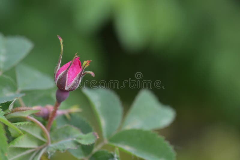 Scotch Rose Blossoms in Spring Garden Stock Image - Image of