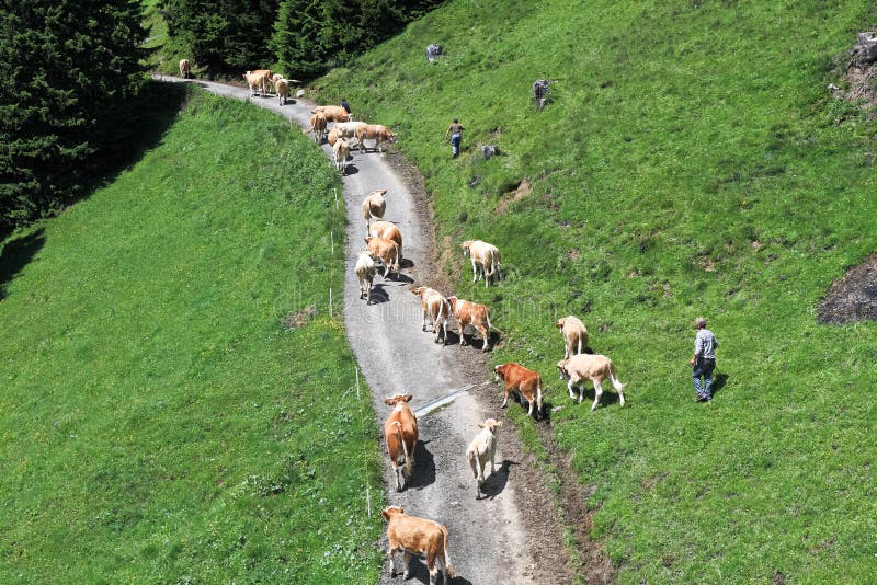 Shepherds drive herd of cows, Grindelwald - Switzerland