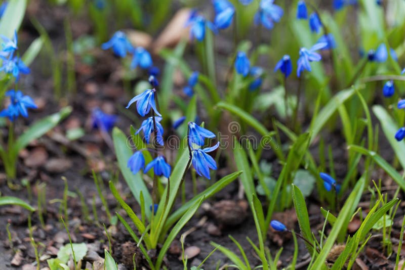 Alpine Squill Flowers Scilla Bifolia Stock Photo Image of grass, leaf