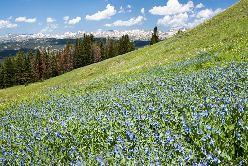 Alpine wildflower landscape