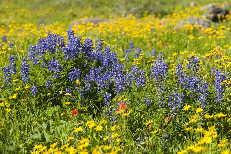 Alpine Wildflowers stock photo. Image of flower, colorful - 43187546