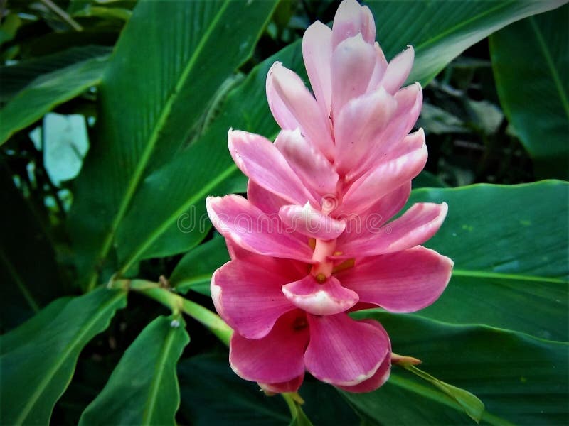 Alpinia no jardim imagens de stock royalty free Alpinia no jardim imagens de stock royalty free
