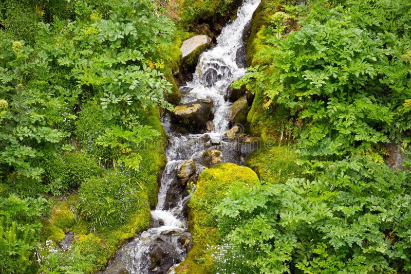 Alps forest stream