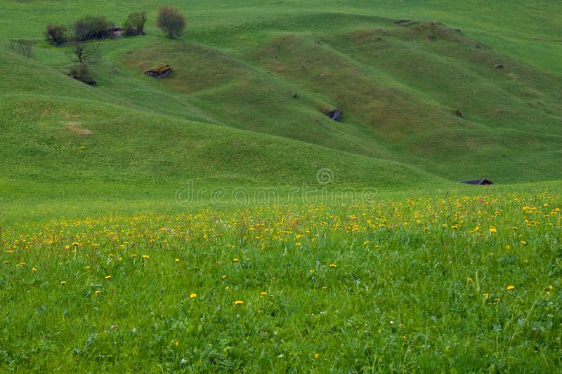 Alps meadow