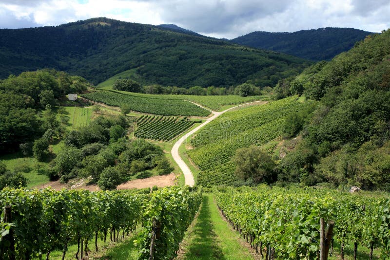 Alsace france vingård