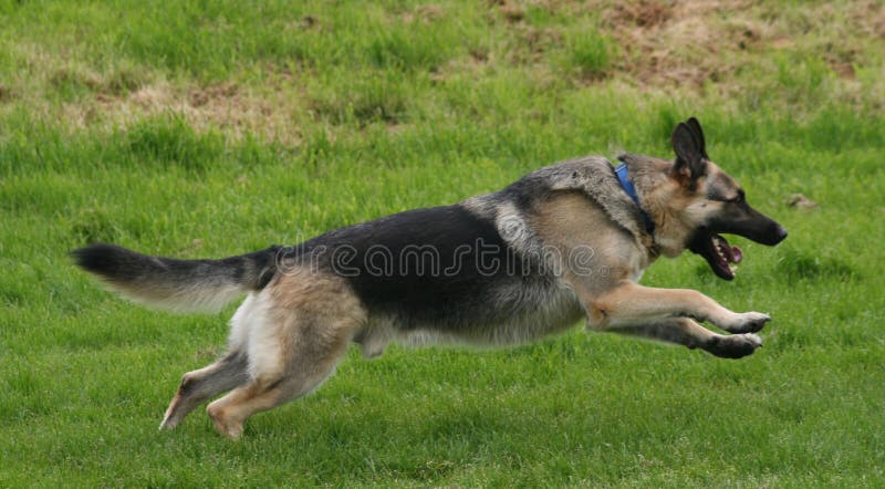 Il cane da Pastore tedesco in esecuzione sull'erba.