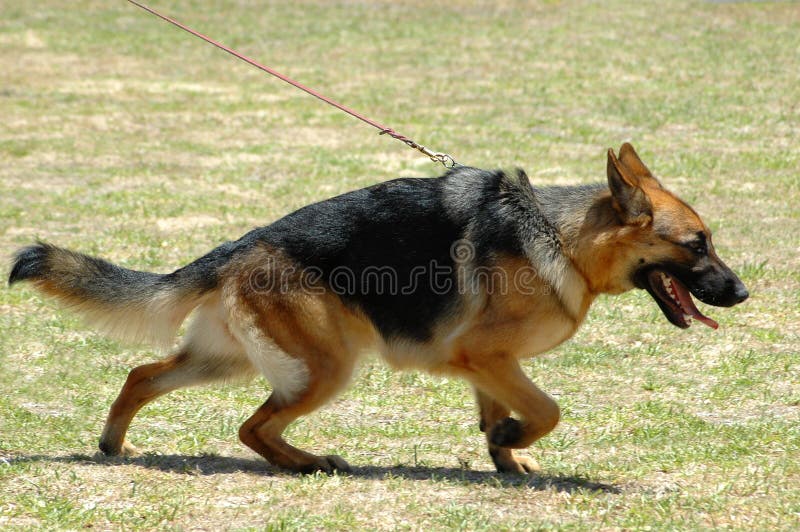 german shepherd leads