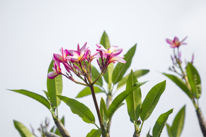 Lal Gulachin Known As Lal Kath Golap. Botanical Name Plumeria Rubra at ...