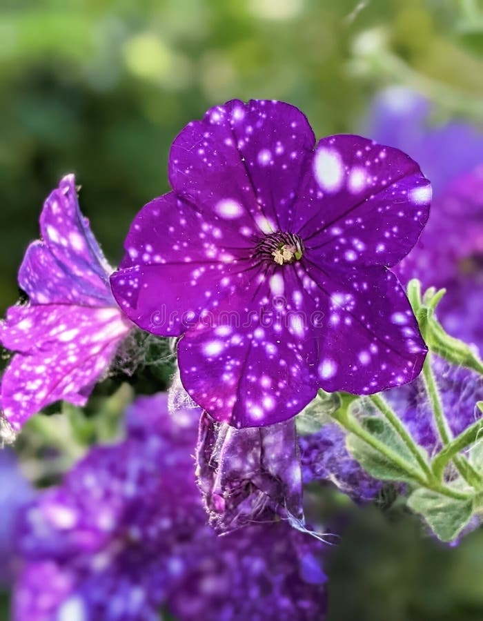 También la llamada noche el cielo petunias, púrpura flores tener blanco manchas punteado a través de es un crear mirar de el.