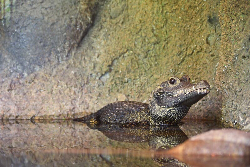 African Dwarf Crocodile resting with half of the body submerged in the water while looking sharp into the lense