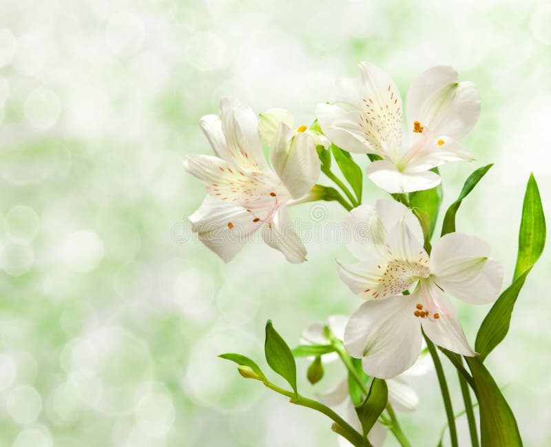 Alstroemeria