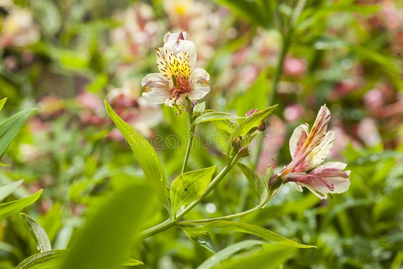 Alstroemeria Bela Flor Também Conhecida Como Astromelia Ou Lírio De Peru  Imagem de Stock - Imagem de selvagem, valentinas: 216049535