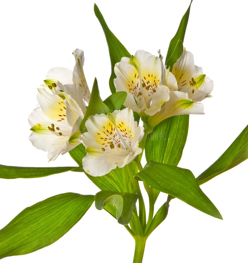 alstroemeria blanc