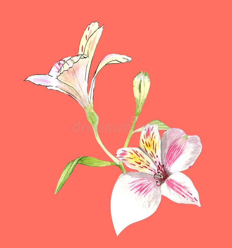 Alstroemeria bloeit met de hand op een takje, roze bloemen op een koraalachtergrond, realistische botanische tekening, waterverf royalty-vrije illustratie Alstroemeria bloeit met de hand op een takje, roze bloemen op een koraalachtergrond, realistische botanische tekening, waterverf royalty-vrije illustratie