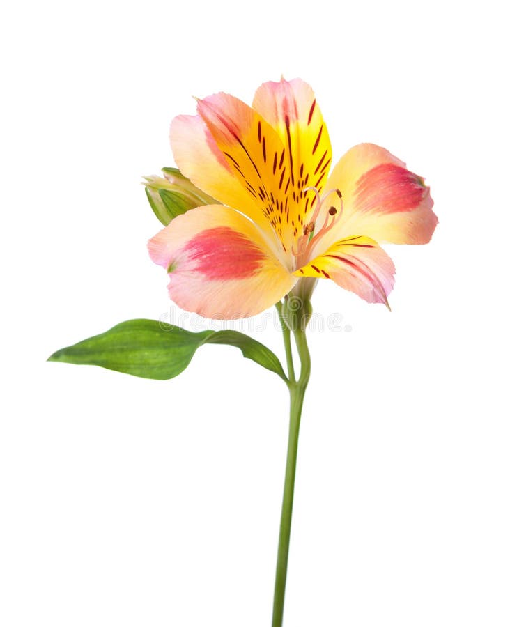 Alstroemeria flower