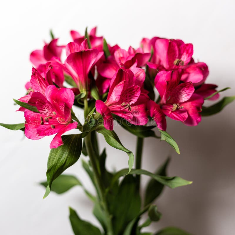 Alstroemeria Pink Flowers Bouquet with Space for Text, Template for  Postcard Stock Image - Image of bouquet, foliage: 152969889