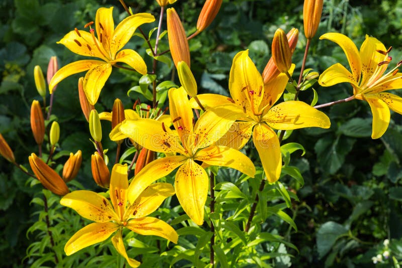 Alstroemeria Sweet Laura stock photo. Image of vivace - 74149188