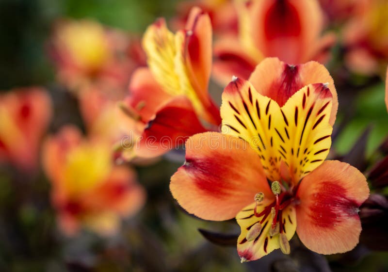 Alstroemeria - περουβιανό λουλούδι κρίνων στοκ φωτογραφία με δικαίωμα ελεύθερης χρήσης Alstroemeria - περουβιανό λουλούδι κρίνων στοκ φωτογραφία με δικαίωμα ελεύθερης χρήσης