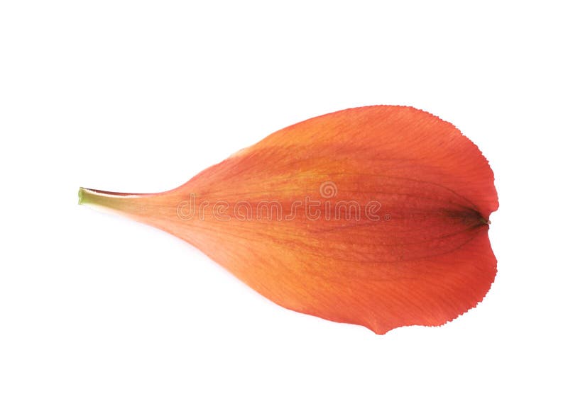 Alstroemeriablume ` s Blumenblatt lokalisiert stockbild Alstroemeriablume ` s Blumenblatt lokalisiert stockbild