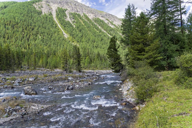 Altai Mountains The Shawla River Siberia Russia Stock Photo Image