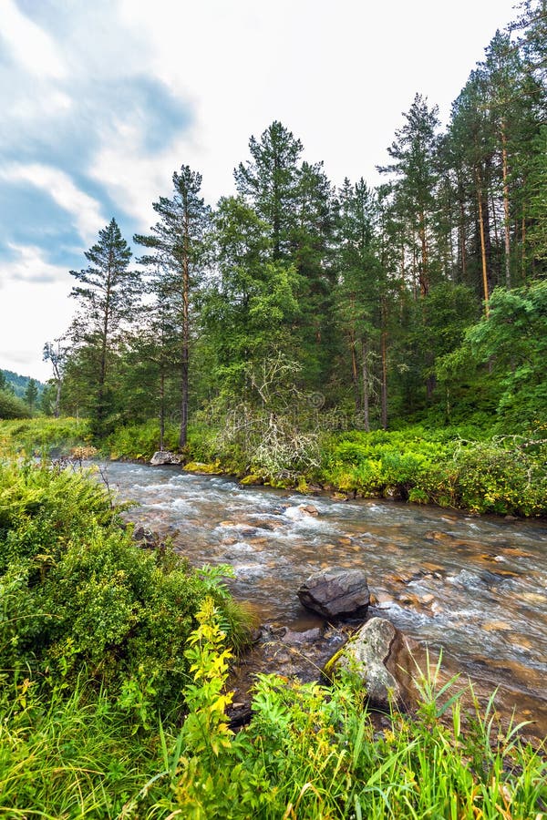 Altai River Kuyum Gorny Altai Siberia Russia Stock Image Image Of