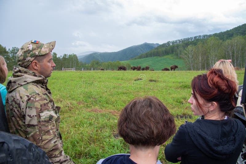 Altai/Rusland - 31 07 2017: Mensen die op de weidende kudde van bizon letten stock afbeeldingen Altai/Rusland - 31 07 2017: Mensen die op de weidende kudde van bizon letten stock afbeeldingen
