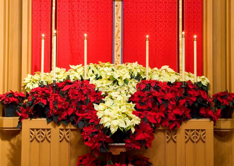 A view of the altar in the chancel of a modern Protestant church, decorated with red and white poinsettias for the Christmas season. A view of the altar in the chancel of a modern Protestant church, decorated with red and white poinsettias for the Christmas season.