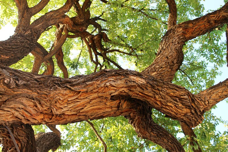 Looking up an old oak tree in Fredericksburg, Texas. Looking up an old oak tree in Fredericksburg, Texas