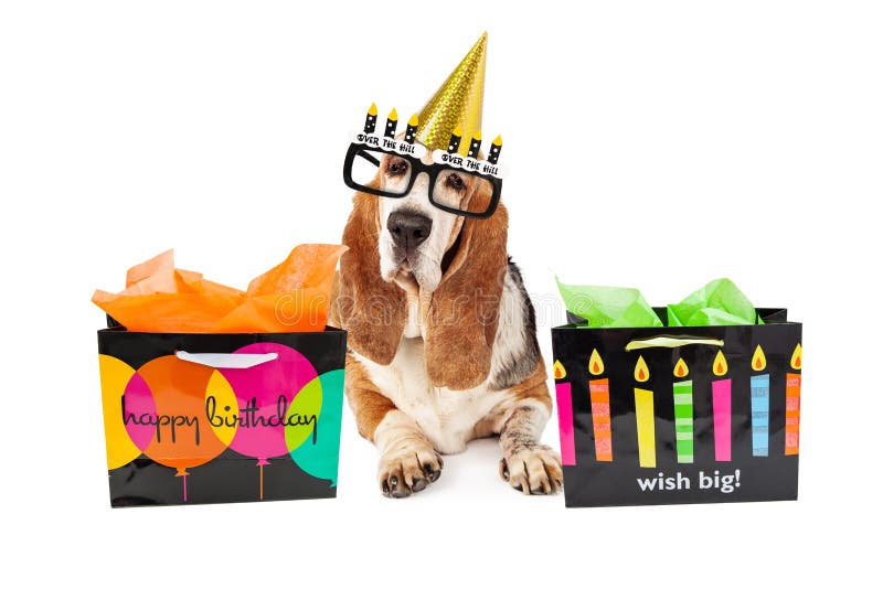 Alte Hundegeburtstagsfeier mit Geschenken lizenzfreie stockfotografie Alte Hundegeburtstagsfeier mit Geschenken lizenzfreie stockfotografie
