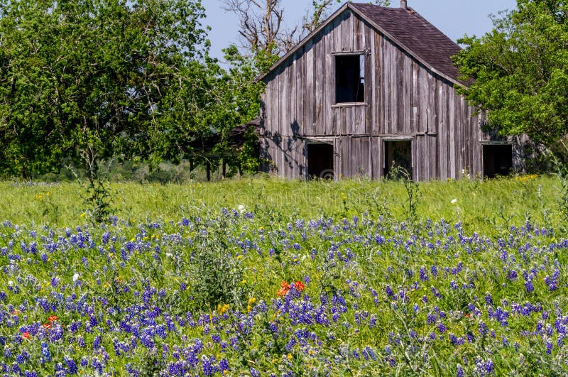 Old Wooden Barn in a Texas Field of Wildflowers. Part of the Texas Hill country. Old Wooden Barn in a Texas Field of Wildflowers. Part of the Texas Hill country.