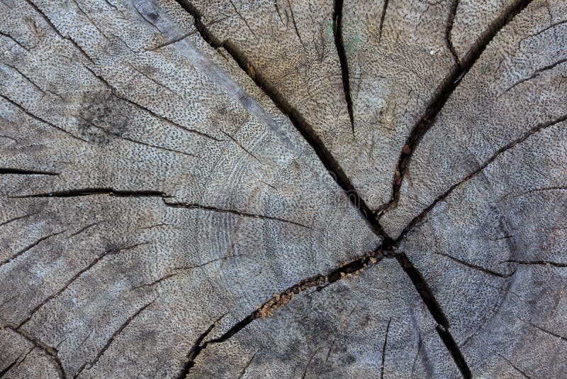 Alte Natur-Stumpf-Sprungs-Beschaffenheit lizenzfreies stockbild Alte Natur-Stumpf-Sprungs-Beschaffenheit lizenzfreies stockbild