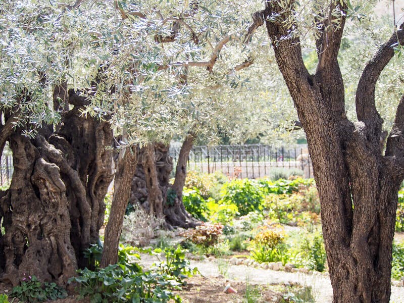 Alte Olive Trees am Garten Von Gethsemane Jerusalem Stockfoto Bild