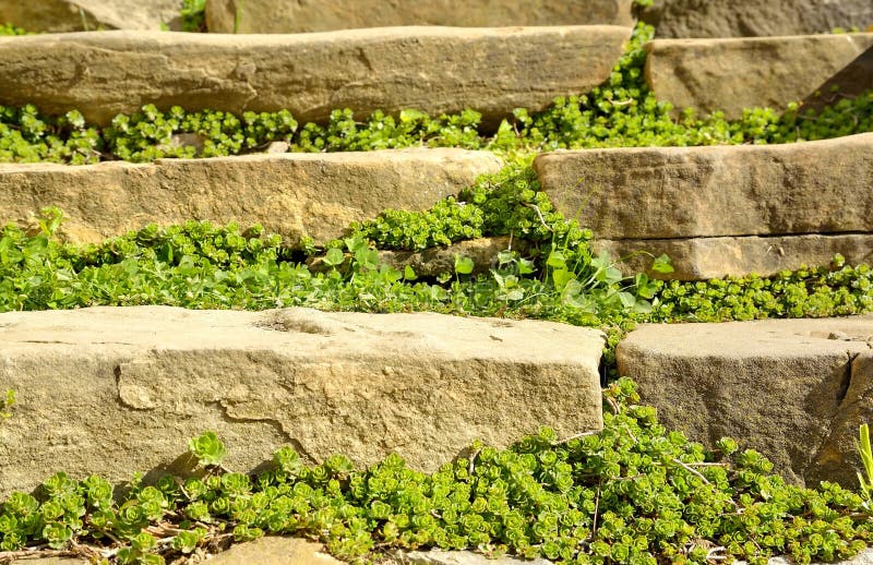 Alte Treppe und umgebende Vegetation stockfotografie Alte Treppe und umgebende Vegetation stockfotografie