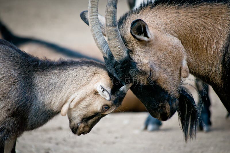 Old and young goat fighting with their horns. Old and young goat fighting with their horns