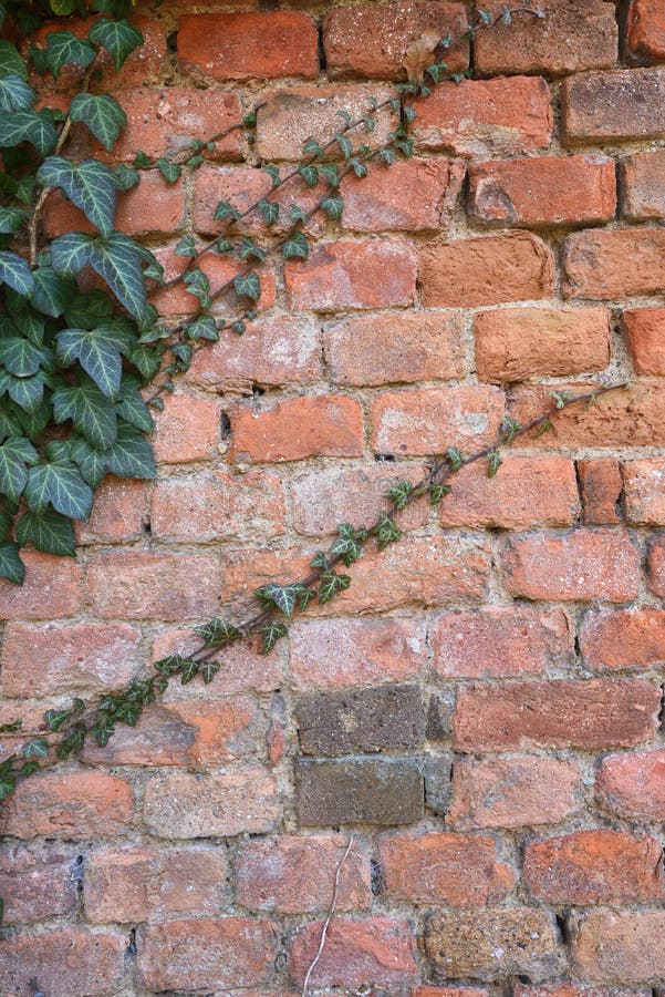 Alte verwitterte Backsteinmauer mit grünem Efeu lizenzfreie stockbilder
