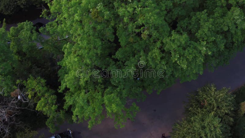 Alte von der Luftstadt Lemberg, Ukraine Fliegen über die Bäume Autohochzeit