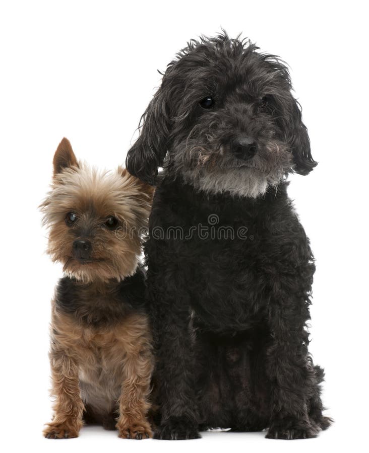 Alte Vorhänge Yorkshire Terrier, 14 Jahre alt und Querzuchthund, 16 Jahre alt stockfotografie