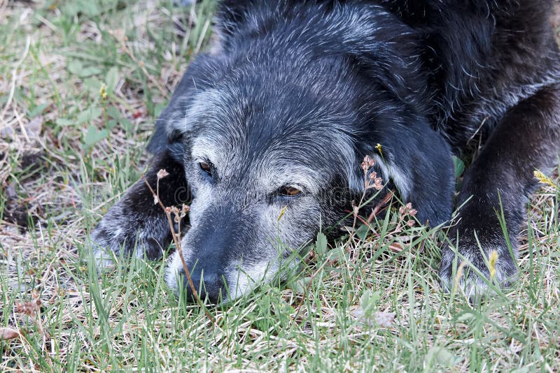 Sehr alter Hund stockfoto. Bild von hund, bart, erwachsener 16238888