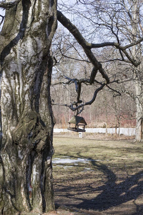 Alter Baum mit einer schönen Barkenbeschaffenheit und einer wiegenden Vogelzufuhr lizenzfreies stockfoto Alter Baum mit einer schönen Barkenbeschaffenheit und einer wiegenden Vogelzufuhr lizenzfreies stockfoto