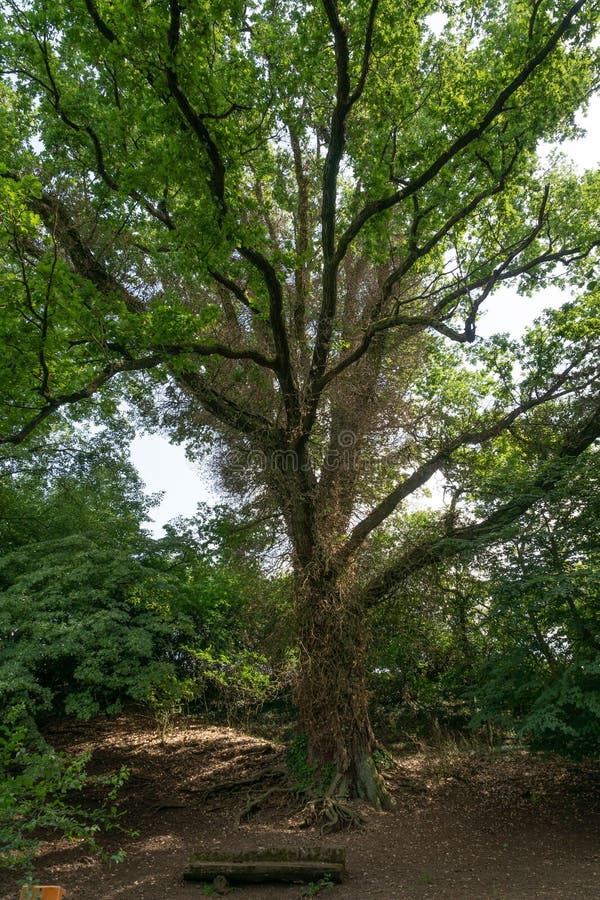 Alter Baum wachsen Runde von Efue, das beschnitten worden ist - vertikal lizenzfreies stockfoto Alter Baum wachsen Runde von Efue, das beschnitten worden ist - vertikal lizenzfreies stockfoto