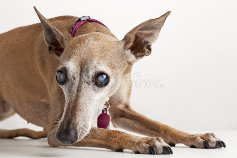 Alter blinder Hund stockbild. Bild von porträt, katarakt 22239405
