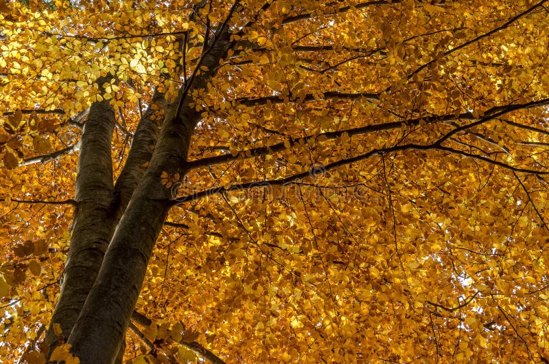 Alter Buchenbaum im Herbstlicht lizenzfreies stockbild Alter Buchenbaum im Herbstlicht lizenzfreies stockbild