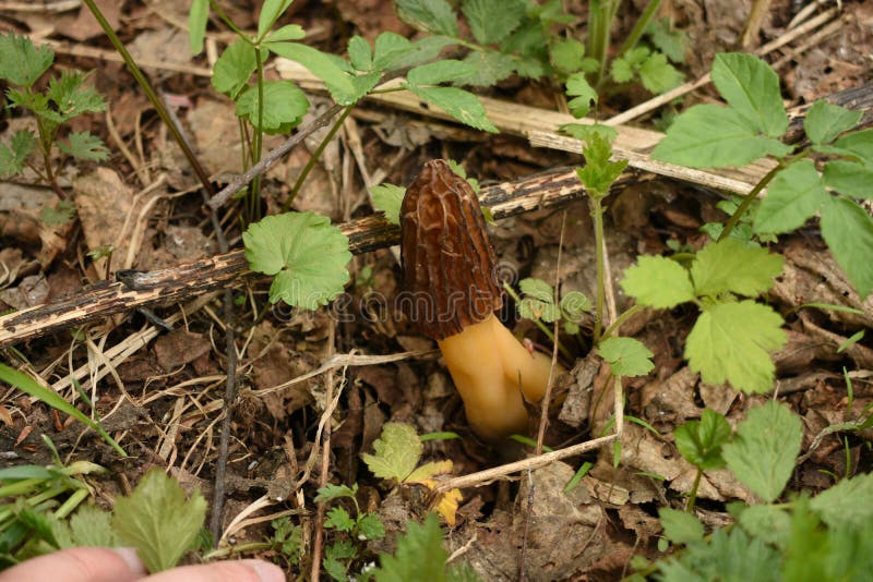 Alter geknitterter Pilz unter trockenen Blättern und frischen grünen Trieb stockfoto Alter geknitterter Pilz unter trockenen Blättern und frischen grünen Trieb stockfoto