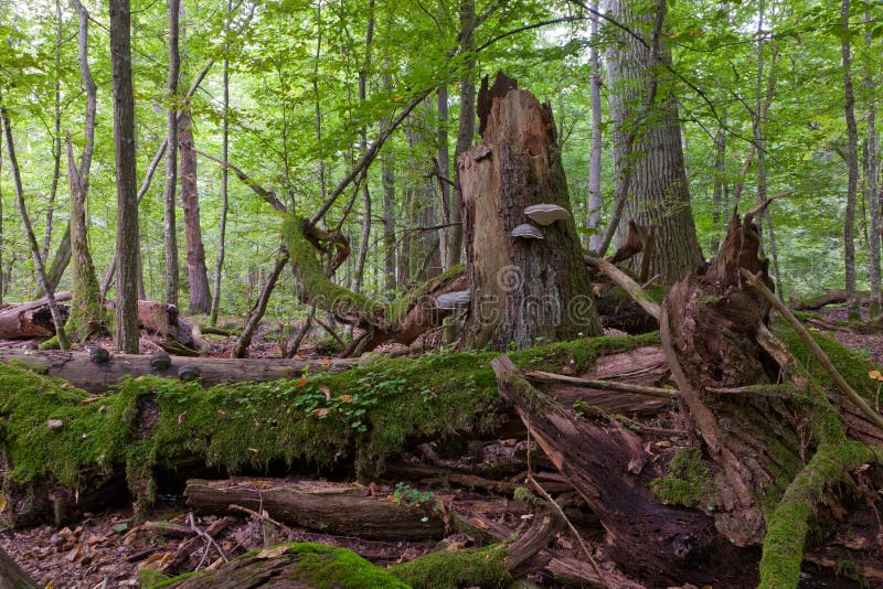 Alter gezierter Baum gebrochenes Lügen lizenzfreies stockbild Alter gezierter Baum gebrochenes Lügen lizenzfreies stockbild