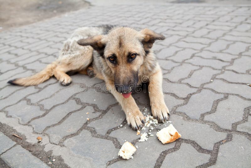 Alter heimatloser Hund lizenzfreie stockfotos Alter heimatloser Hund lizenzfreie stockfotos