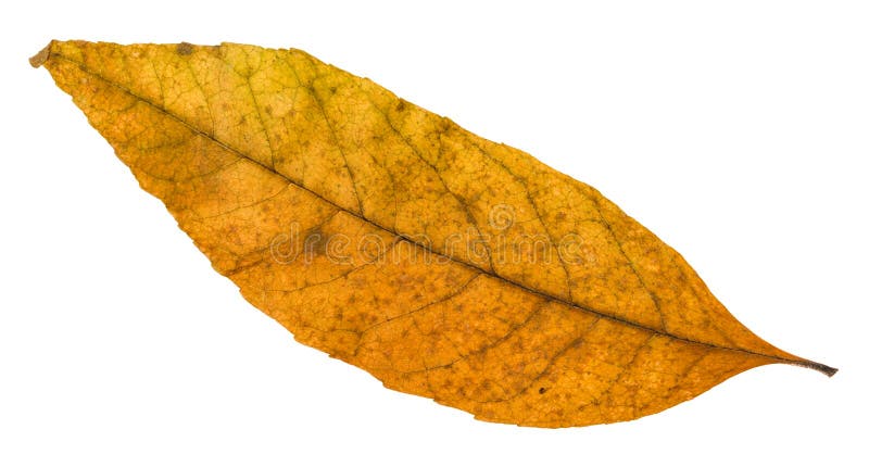 alter Herbst gefallenes Blatt der Esche lokalisiert stockfotos alter Herbst gefallenes Blatt der Esche lokalisiert stockfotos